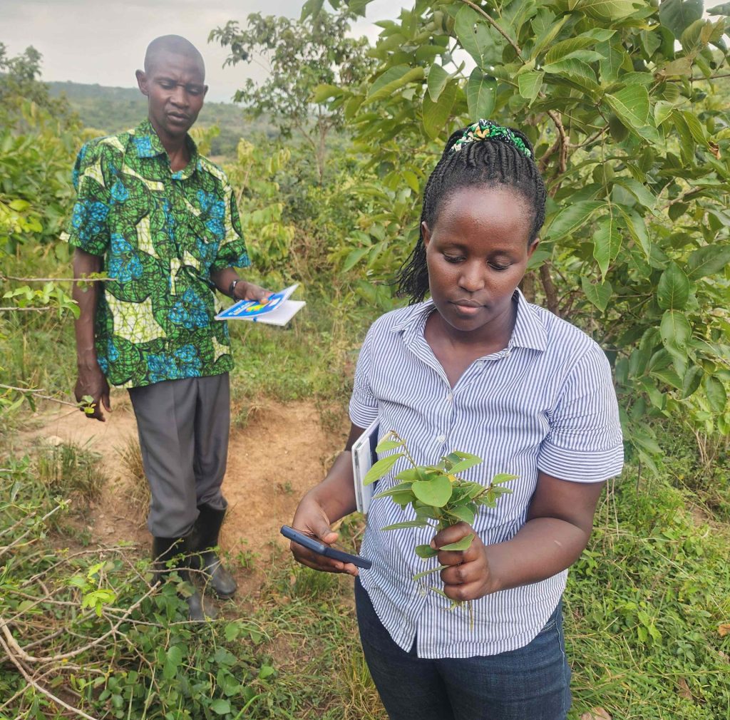 Ms. Peruth Atukwatse, the AIBIS Coordinator of Projects and Mr. James Byekwaso, the Kigoma Local Council One Chairman study a plant during the taxonomy exercise.