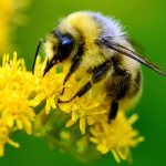 The bee is one the leading pollinators (Google image)