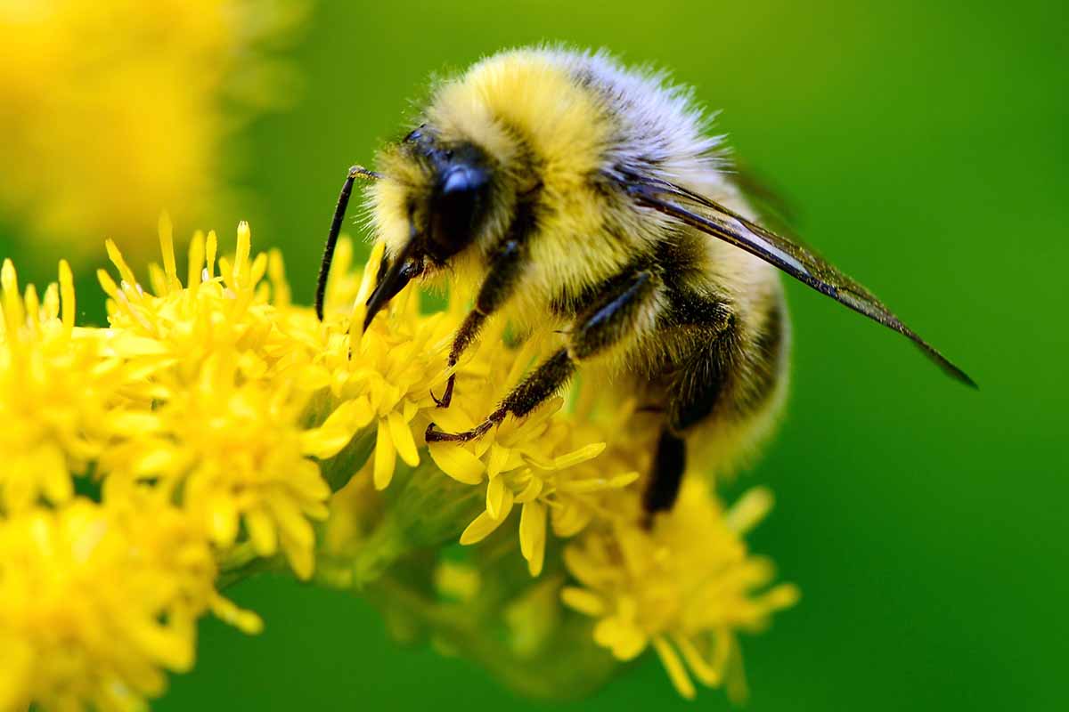 The bee is one the leading pollinators (Google image)