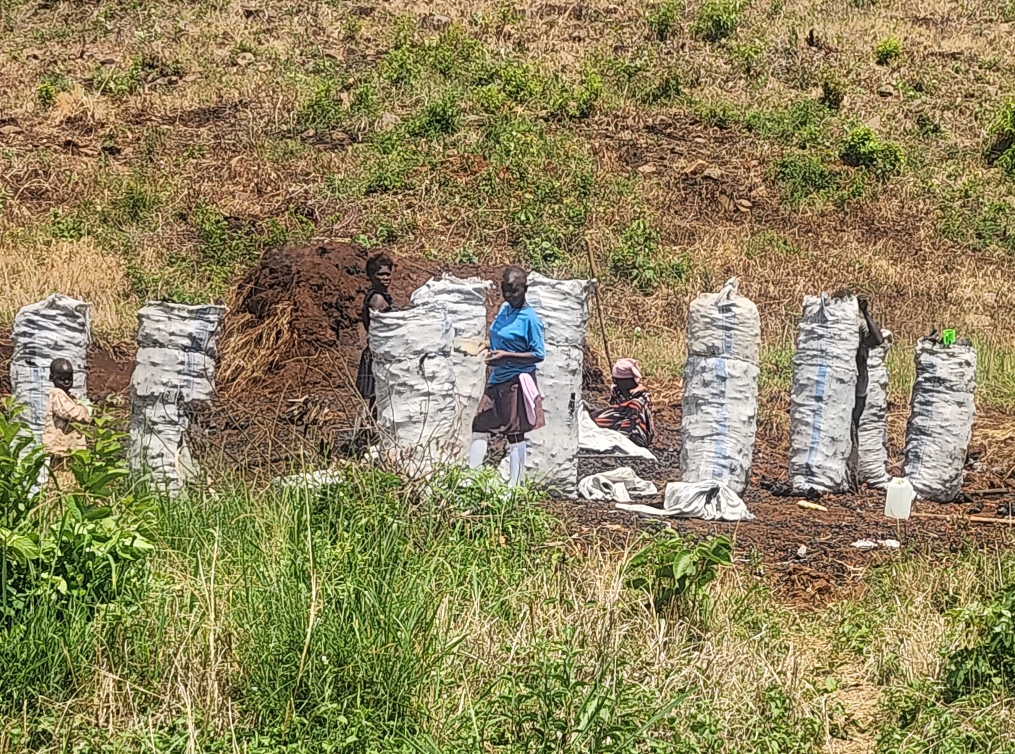 Charcoal burning in Kyankwanzi District in central Uganda. Photo taken in September 2025.
