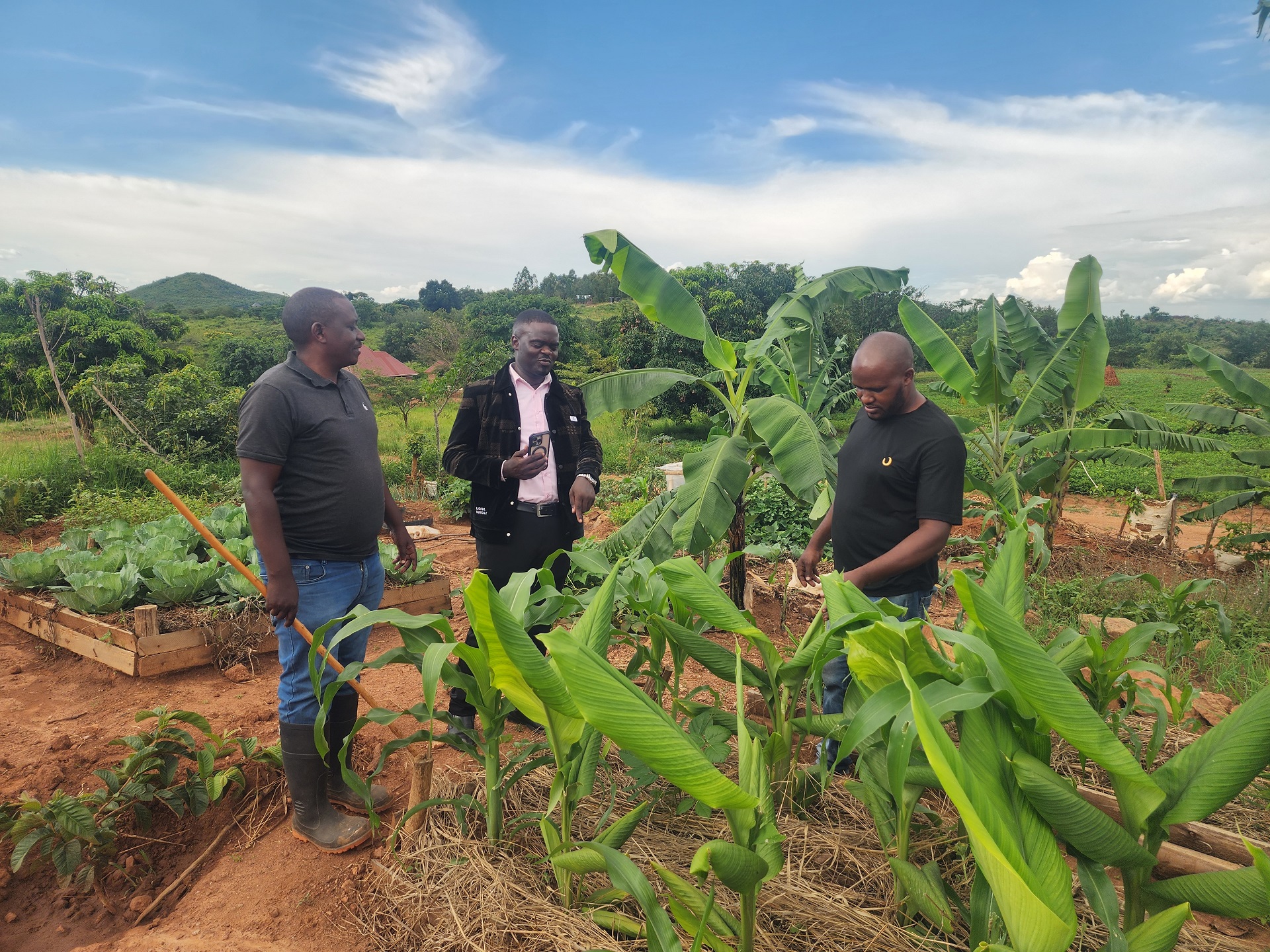 l-R:  Allan Kalangi of AIBIS, MP Kikabi, and Mr. Kato inspect turmeric plants at the demonstration farm