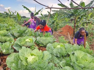 FROM A CHARCOAL-RAVAGED WASTELAND TO A FOOD FOREST